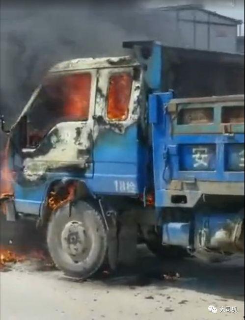 卡车猫王吃瓜,瓜田里的欢乐食光