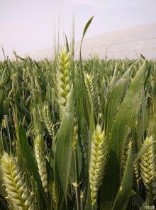 虎子瓜咋吃,虎子瓜的多样食用方法探索