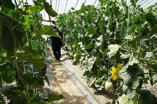 松溪吃瓜的视频