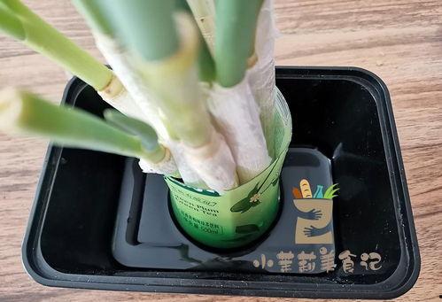 每日鲜葱吃瓜,吃瓜群众的新宠