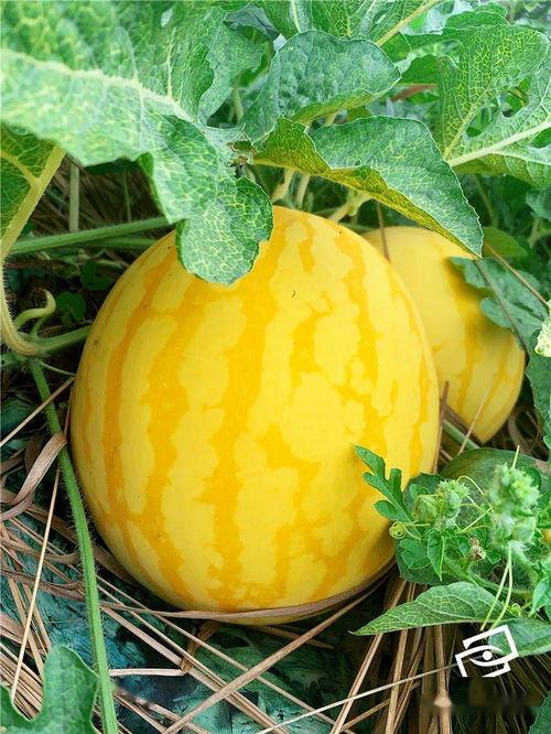 海经贸吃瓜,一场吃瓜群众的狂欢盛宴