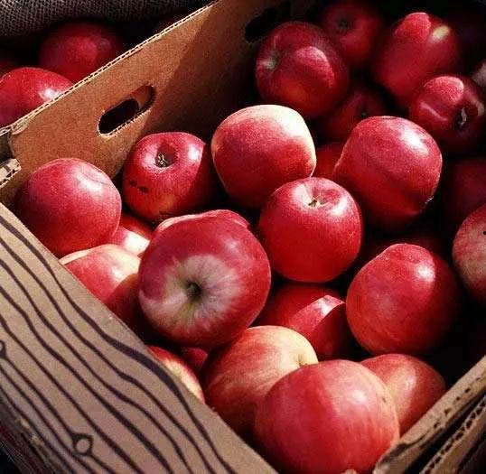 苹果大福吃瓜,吃瓜群众的甜蜜诱惑 第3张 苹果大福吃瓜,吃瓜群众的甜蜜诱惑 第3张