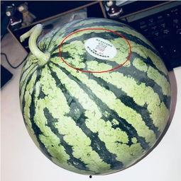 师瓜真么吃,揭秘传统美食的独特风味与制作方法