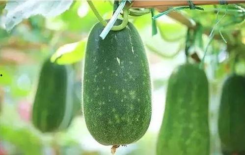 啥叫吃瓜一姐,网络红人的崛起与影响力