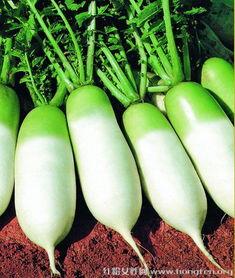 萝卜有瓜吃,揭秘农业丰收背后的秘密