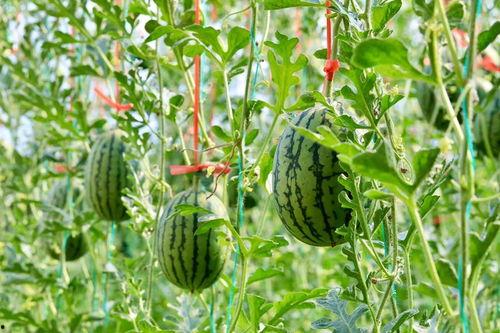 免费吃瓜网站地,带你领略网络娱乐新风尚