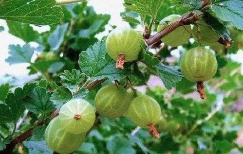 吃野瓜不吃野瓜