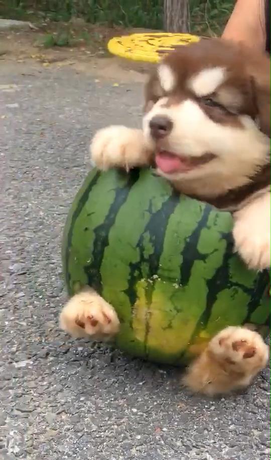 吃瓜小狸猫,揭秘娱乐圈的幕后故事