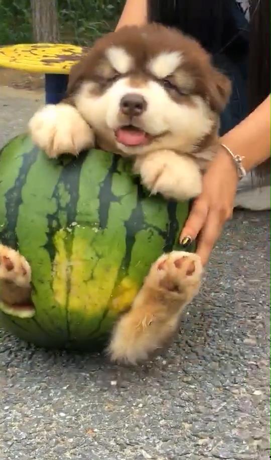 吃瓜小狸猫,揭秘娱乐圈的幕后故事