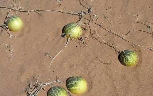 拾走吃瓜怪,一场奇幻冒险之旅