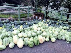 吃瓜探险,一场别开生面的探险之旅