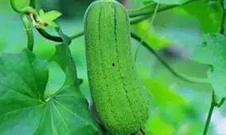 吃新瓜的好处,揭秘吃新瓜的五大益处