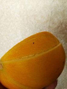 交院的吃瓜,揭秘校园里的那些“吃瓜”趣事