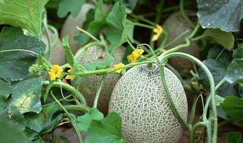 tnt吃西瓜哈密瓜,西瓜与哈密瓜的甜蜜对决  第2张