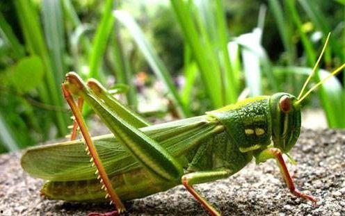 蝈蝈吃京瓜,一场夏日里的奇妙邂逅
