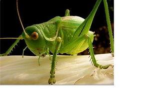 蝈蝈吃京瓜,一场夏日里的奇妙邂逅