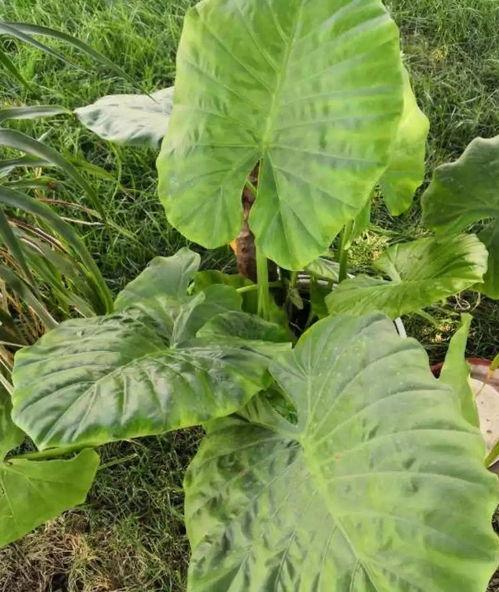 岩花吃瓜,揭秘娱乐圈背后的秘密与真相