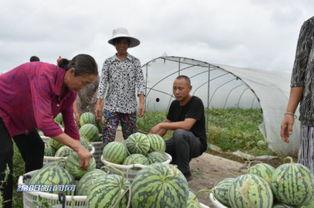 莱州吃瓜群众,吃瓜群众的欢乐时光