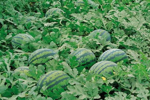 华清学院吃瓜,揭秘校园美食背后的故事