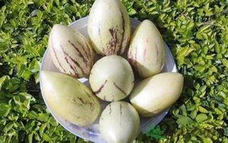 坐月子可以吃茄瓜吗,坐月子期间适宜食用茄瓜的饮食建议