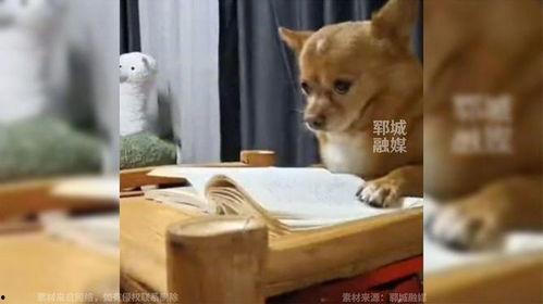 吃瓜狗看监控,吃瓜狗的日常趣事