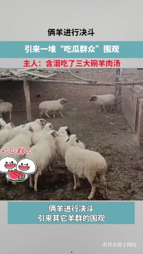 羊开始吃瓜了