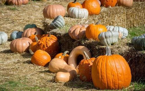 《带你吃瓜》山寨产品,模仿与创新之间的较量