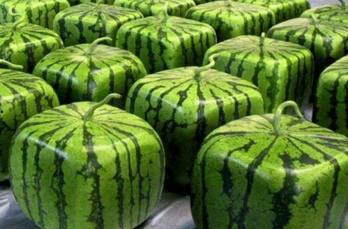 今日吃瓜51吃瓜全网,全网热点事件大盘点