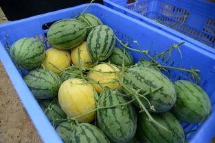 吃瓜群内容,网络舆论场中的热点追踪与趣味解读