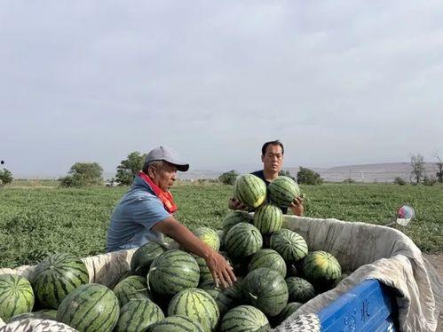 树屋吃瓜,揭秘网络热议背后的故事