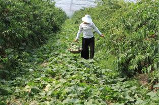 吃阿婆的瓜,一场味蕾与历史的邂逅