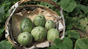 吃阿婆的瓜,一场味蕾与历史的邂逅