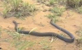 赤脚小蛇吃瓜,赤脚小蛇的瓜田奇遇记