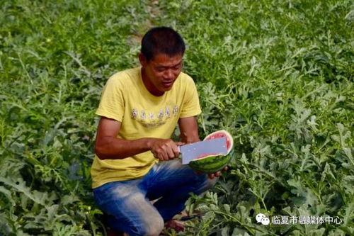 临夏吃瓜群,揭秘当地特色美食文化