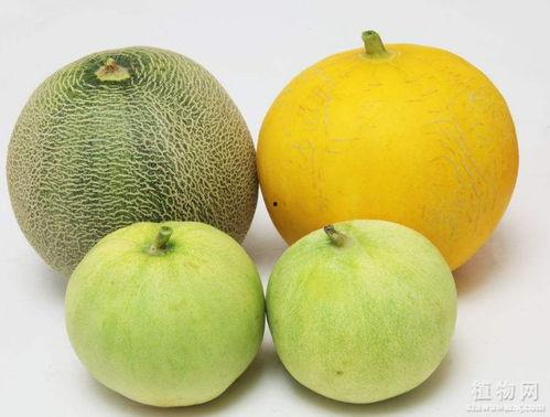 吃瓜为什么会卡嗓子,揭秘瓜果食用时的安全隐患