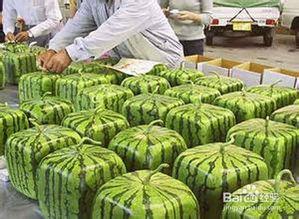 邯郸水城吃瓜事件