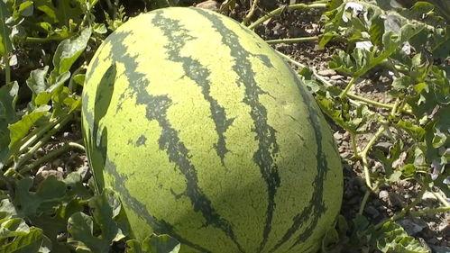 旱吃果涝吃瓜,果瓜双丰收的智慧生活