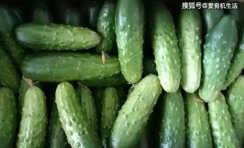 旱吃果涝吃瓜,果瓜双丰收的智慧生活