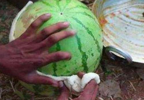 印度吃瓜qq,揭秘印度网络社交现象