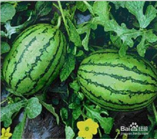 吃的水果瓜,探索水果瓜的多样魅力