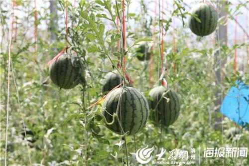 草坪吃瓜视频,吃瓜视频带你领略欢乐时光  第3张