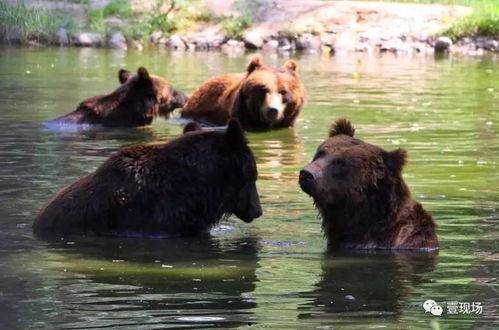 动物躺着吃瓜,瓜果飘香下的悠闲生活  第2张