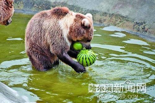 动物躺着吃瓜,瓜果飘香下的悠闲生活  第3张