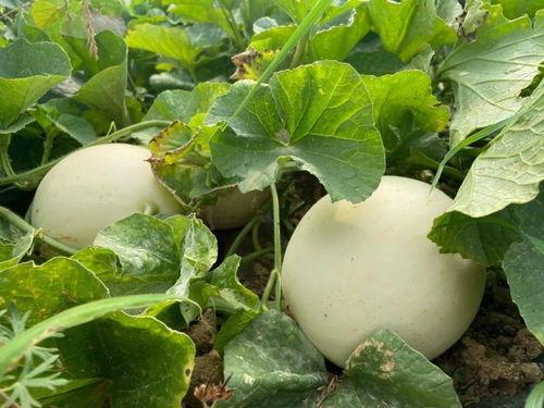 兰儿吃瓜,揭秘娱乐圈幕后故事  第2张