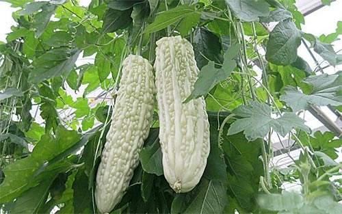 苦的瓜怎么吃不苦,揭秘苦的瓜如何变得不苦  第2张